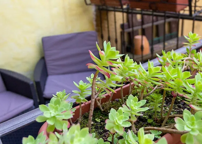 Vakantiehuis Le Coccinelle